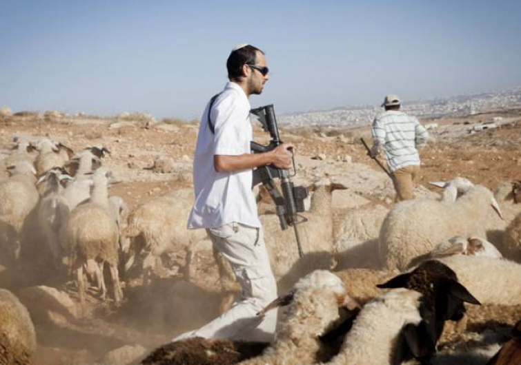 مستوطنون يحرقون أراضي زراعية ويسرقون أغنام مواطن في نابلس وجنين