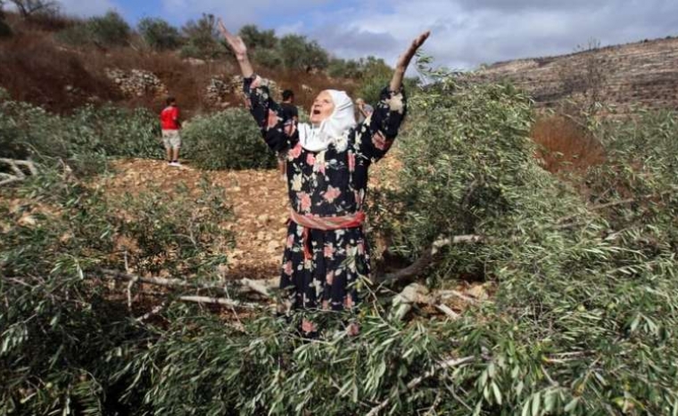 مستوطنون يقتلعون مئات اشجار الزيتون المعمرة شرق القدس