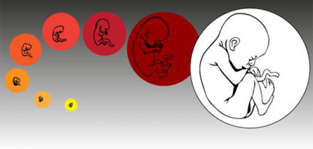 طرق التحكم فى نوع المولود لإنجاب ذكر أو أنثي