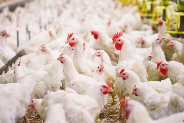 الحكومة تحذر وتتوعد متجاوزي السقوف السعرية للدجاج بإحالتهم للنائب العام