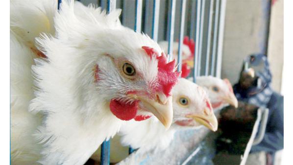 الدجاج متوفر في الأسواق و 350 مخالفة لتجاوز السقوف السعرية