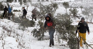مستوطنون يقتلعون أشجار زيتون جنوب نابلس