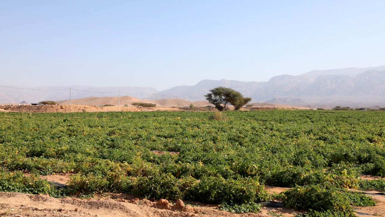 المياه توضح حول كميات مياه المشاريع الزراعية في رم والديسي