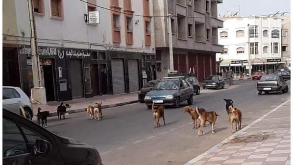 بلدية الفحيص تطرح عطاء مأوى الكلاب الضالة