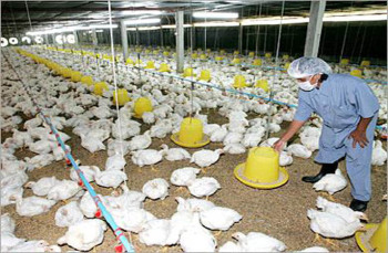 لا اصابات بانفلونزا الطيور في مزارع دواجن الاغوار ووادي الاردن