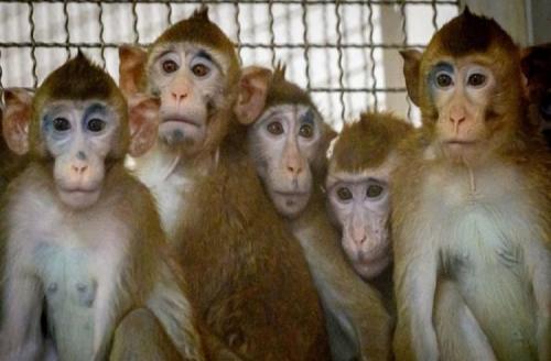 لجنة الاوبئة تبحث وقف استيراد بعض الحيوانات الناقلة لمرض ” جدري القردة ”