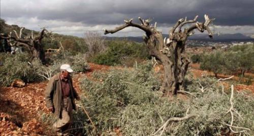 مستوطنون يقتلعون 450 شجرة بين ترمسعيا والمغير قرب رام الله