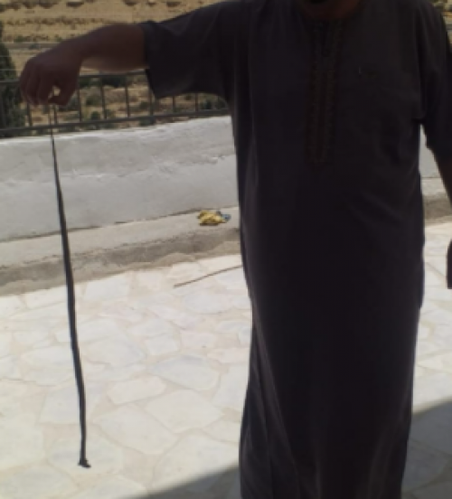 مطالبات لـ “إقليم البترا” بمكافحة الأفاعي والعقارب التي تقلق المواطنين في وادي موسى