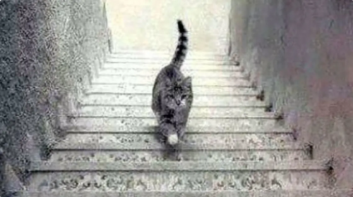متشائم أم متفائل .. رؤيتك لاتجاه القطة ستحدد نهجك في الحياة!