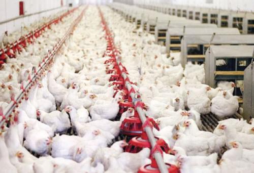 “الزراعيين” تبدي تخوفها من حملات مقاطعة الدجاج
