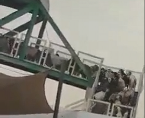 يحدث في الاردن فقط .. شاهد قطيع من الأغنام تعبر جسر مشاة بعمان